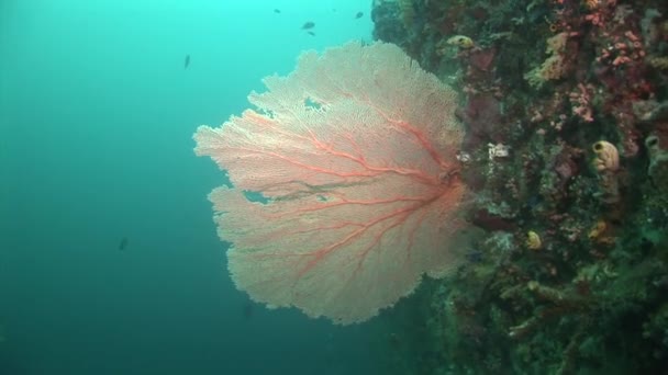 Gorgone 珊瑚和小鱼 — 图库视频影像