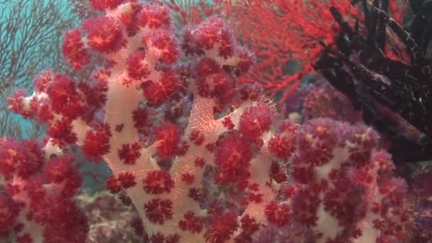 Närbild på röda mjuka koraller — Stockvideo