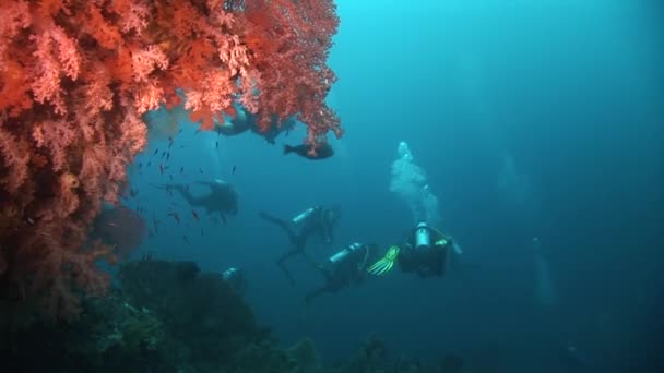 Plongeurs sous-marins sur un récif tropical — Video