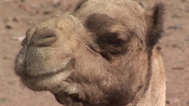 Portrait of camel in desert — Stock Video