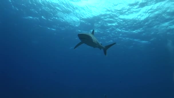 Silvertip sharks approaches camera, close up — Stock Video