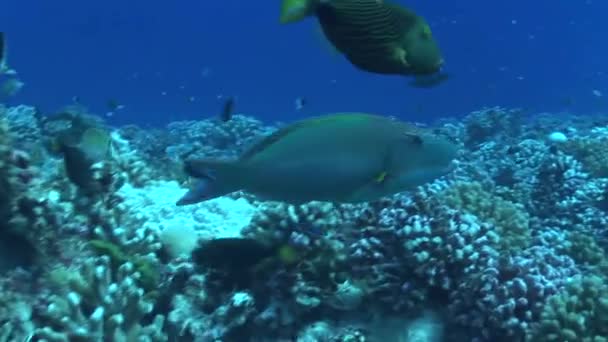 Vivaneau rayé nageant dans l'océan , — Video