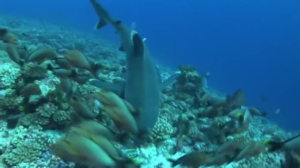 Silvertip köpekbalıkları besleme — Stok video
