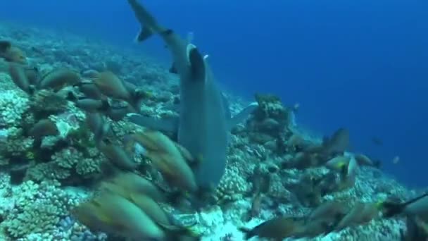 Requins argentés se nourrissant — Video