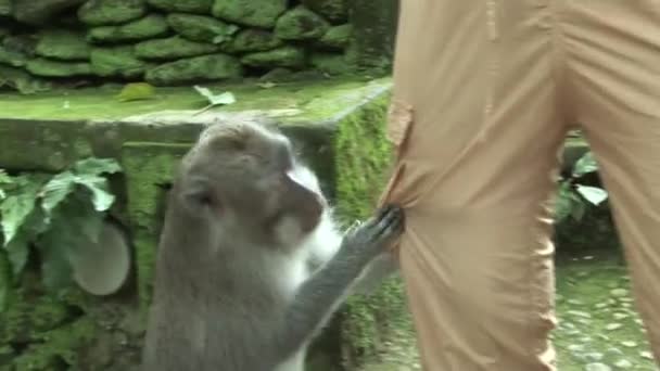 Macaque vérifier la poche — Video