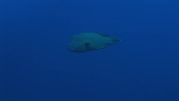 Napoleon wrasse en el arrecife de coral — Vídeos de Stock