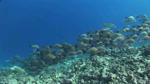 Escola de corcunda snappers no recife — Vídeo de Stock