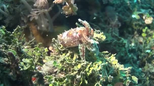 Cuttlefish flamboyant andando no fundo — Vídeo de Stock