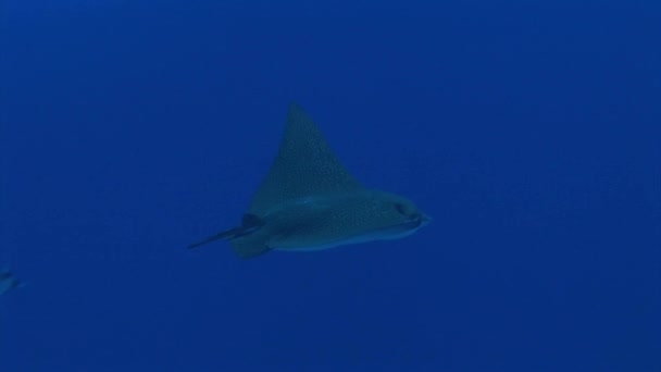 Eagle ray cruising in the water — стоковое видео