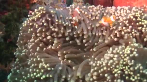 Clown fish in a living coral — Stock Video