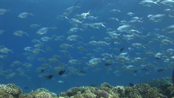 Scuola di pesci tropicali che nuotano su scogliera — Video Stock