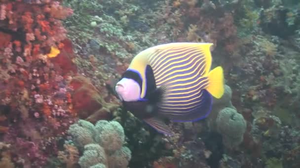 Striped colorful fish — Stock Video