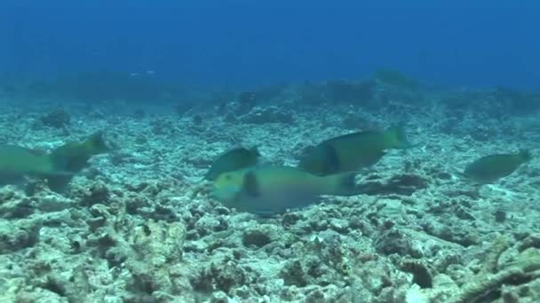 Poisson perroquet dans un récif corallien — Video