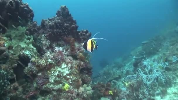 Ídolos mourisco cruzando o recife — Vídeo de Stock