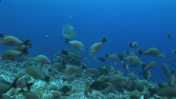 Tubarão silvertip aproxima câmera, close-up — Vídeo de Stock