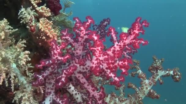 Coral macio e pequenos peixes — Vídeo de Stock