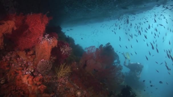 Plongeur sur un récif tropical — Video