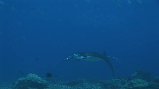 Manta ray in the passage of an atoll — Stock Video