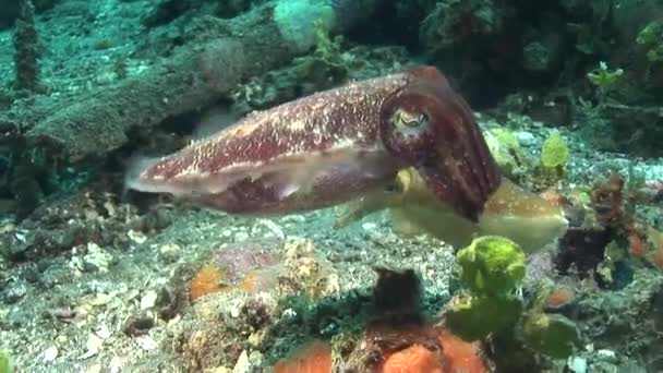 Cuttlefish flamboyant andando no fundo — Vídeo de Stock