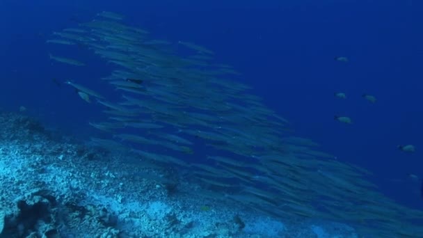 Σχολείο της barracudas μεγάλο μάτι — Αρχείο Βίντεο