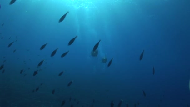 Dwa delfiny przechodzą aparatu — Wideo stockowe