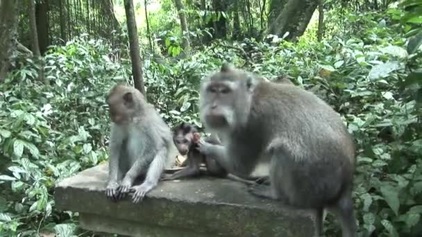 Makaken pflegen Baby — Stockvideo