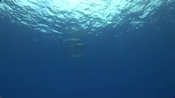 Dauphin à la surface de l'océan — Video