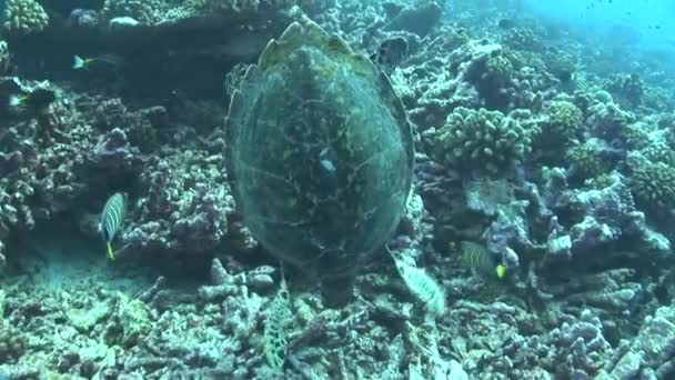 Tortue se nourrissant sur un récif corallien — Video