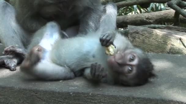 Macaques toilettage bébé — Video