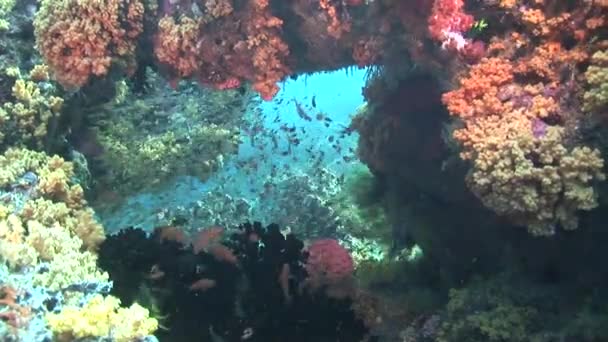 Peixes e corais tropicais — Vídeo de Stock