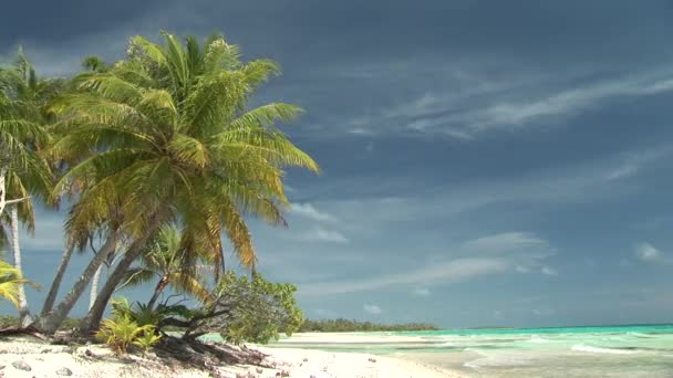 Water schittert met golven en palmbomen — Stockvideo