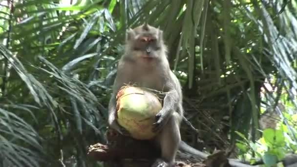 Makak hospodářství kokos