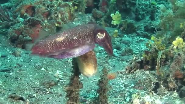 Cuttlefish flamboyant andando no fundo — Vídeo de Stock