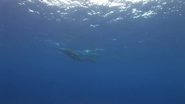 Delfines que pasan de izquierda a derecha — Vídeo de stock