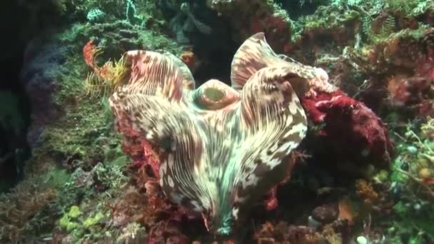 Kleurrijke derasa clam — Stockvideo