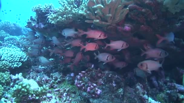 Scuola di pesce soldato su scogliera — Video Stock