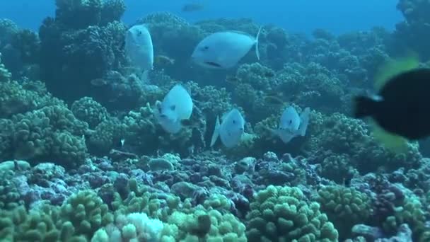 Papageienfisch in einem Korallenriff — Stockvideo