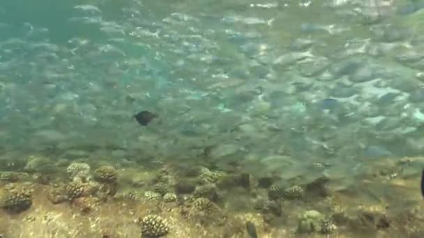 学校的 kuhlia 鱼类在海洋中游泳 — 图库视频影像