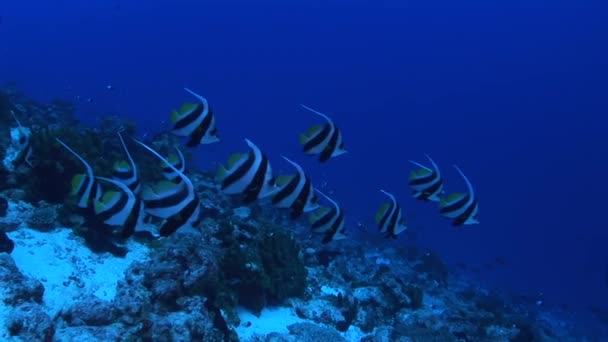 Bannerfishes zwemmen in de Oceaan — Stockvideo