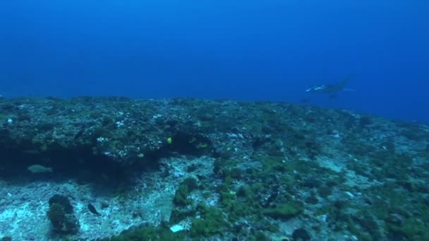 Manta ray dans le passage d'un atoll — Video