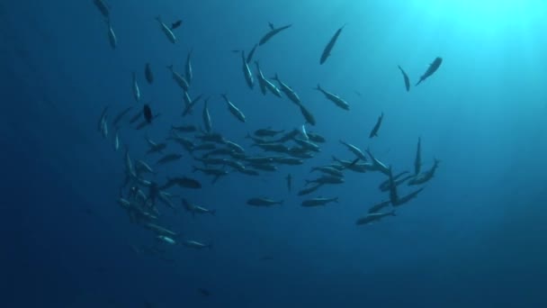 Reefshark followed by jackfish entourage — Stock Video