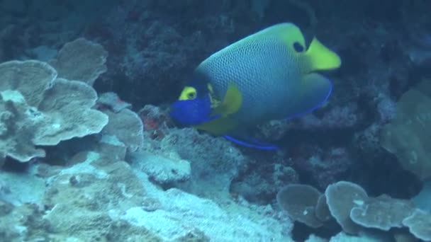 Angelfishes zwemmen op rif — Stockvideo