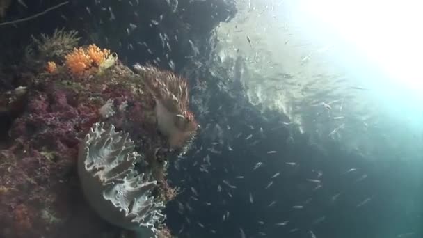 Anemon warna-warni di bawah air ditembak — Stok Video