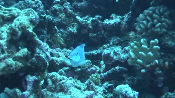Papegaaivis in een koraalrif — Stockvideo