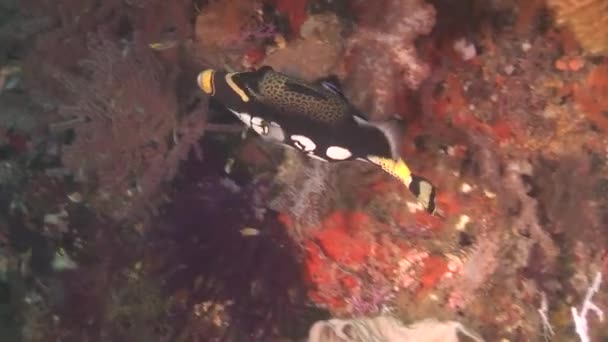 Красочный коралловый риф с рыбой — стоковое видео