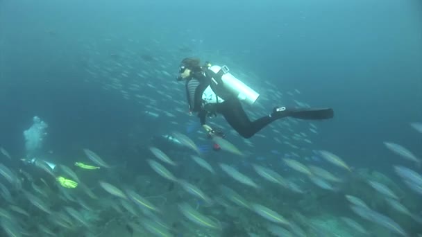 Füsilierteres Fischschwimmen — Stockvideo