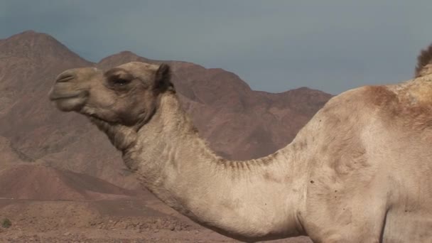 Retrato de camelo no deserto — Vídeo de Stock