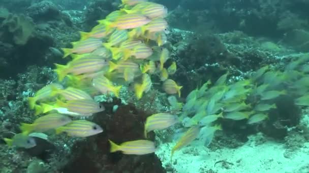 Grand banc de poissons vivaneaux — Video