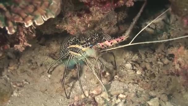 Spiny lobster in a hole — Stock Video