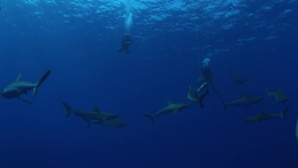 Tiburones reales grises alrededor del cebo — Vídeos de Stock